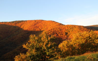 Automne 2015