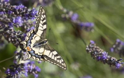 Les papillons du Frontal