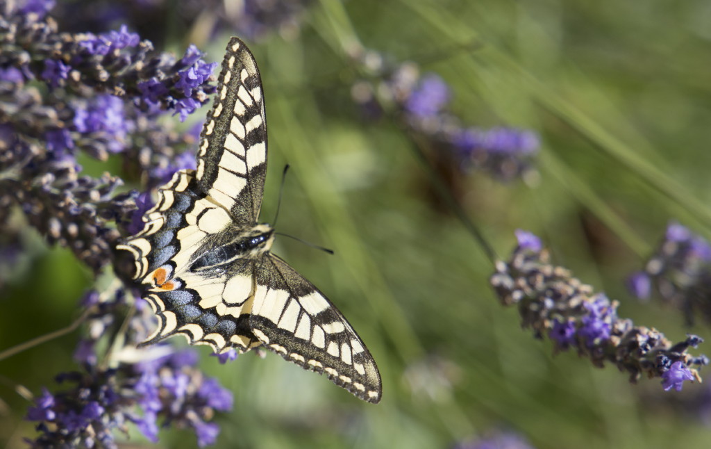 Papillons